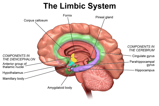 The parts of the limbic system on the interior of the brain