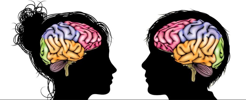 Illustration of teenage brains